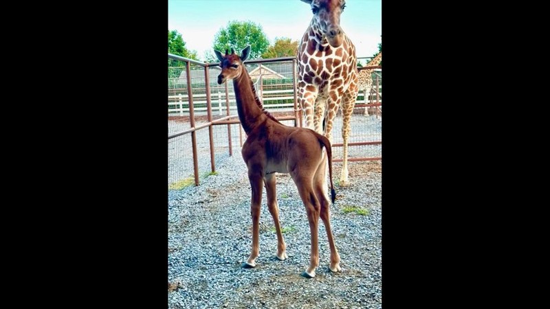 Jerapah tanpa corak di Kebun Binatang Bright, Johnson CIty, Tennesse, Amerika Serikat. (Bright's Zoo/TMX/Handout via REUTERS)