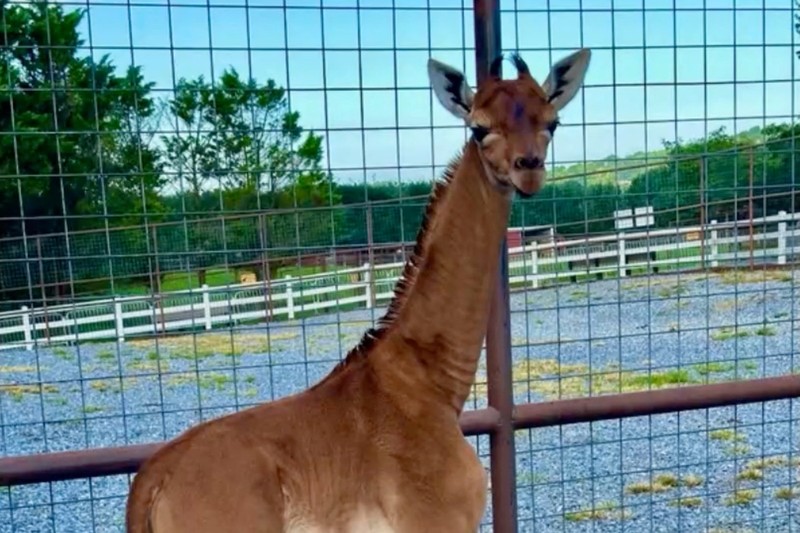 Jerapah tanpa corak di Kebun Binatang Bright, Johnson CIty, Tennesse, Amerika Serikat. (Bright's Zoo/TMX/Handout via REUTERS) Jerapah tanpa corak di Kebun Binatang Bright, Johnson CIty, Tennesse, Amerika Serikat. (Bright's Zoo/TMX/Handout via REUTERS)