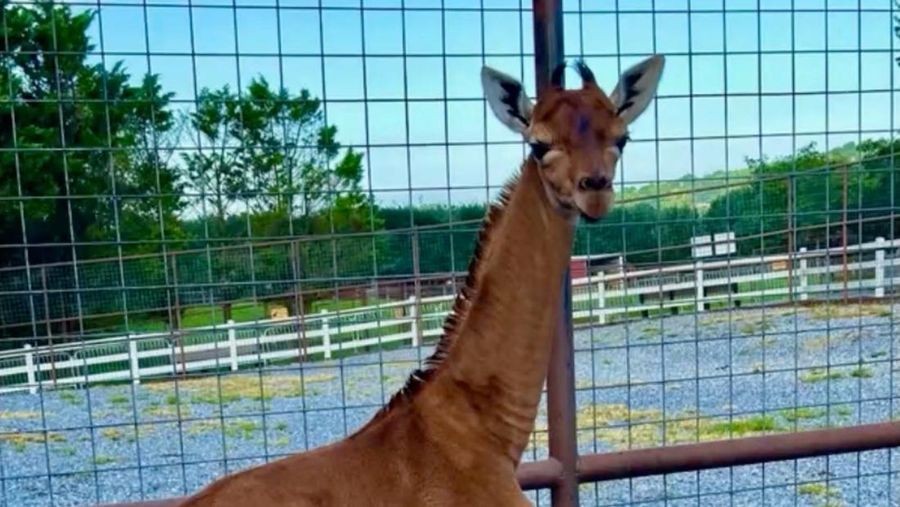 Jerapah tanpa corak di Kebun Binatang Bright, Johnson CIty, Tennesse, Amerika Serikat. (Bright's Zoo/TMX/Handout via REUTERS)