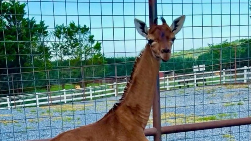 Jerapah tanpa corak di Kebun Binatang Bright, Johnson CIty, Tennesse, Amerika Serikat. (Bright's Zoo/TMX/Handout via REUTERS)