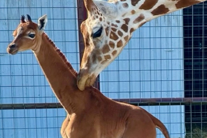 Jerapah tanpa corak di Kebun Binatang Bright, Johnson CIty, Tennesse, Amerika Serikat. (Bright's Zoo/TMX/Handout via REUTERS) Jerapah tanpa corak di Kebun Binatang Bright, Johnson CIty, Tennesse, Amerika Serikat. (Bright's Zoo/TMX/Handout via REUTERS)