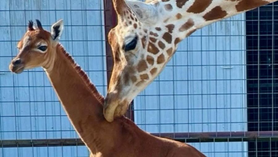Jerapah tanpa corak di Kebun Binatang Bright, Johnson CIty, Tennesse, Amerika Serikat. (Bright's Zoo/TMX/Handout via REUTERS)