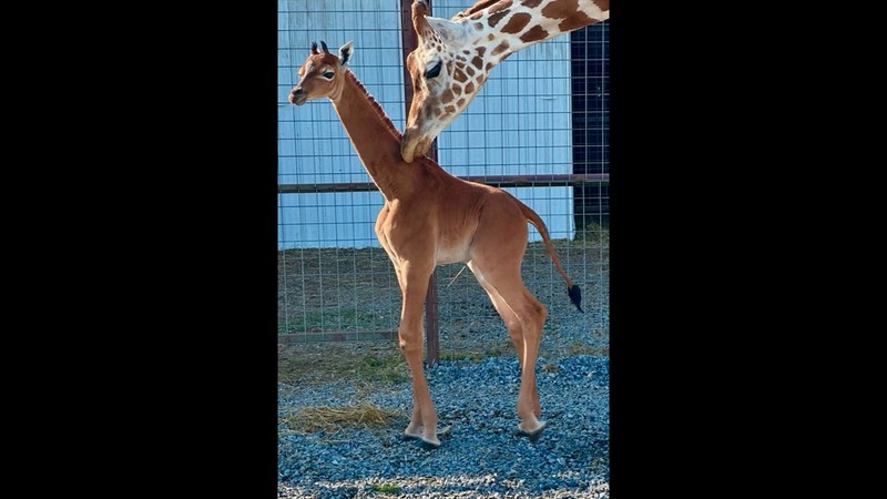 Jerapah tanpa corak di Kebun Binatang Bright, Johnson CIty, Tennesse, Amerika Serikat. (Bright's Zoo/TMX/Handout via REUTERS) Jerapah tanpa corak di Kebun Binatang Bright, Johnson CIty, Tennesse, Amerika Serikat. (Bright's Zoo/TMX/Handout via REUTERS)