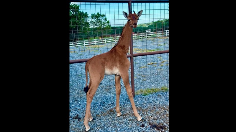 Jerapah tanpa corak di Kebun Binatang Bright, Johnson CIty, Tennesse, Amerika Serikat. (Bright's Zoo/TMX/Handout via REUTERS) Jerapah tanpa corak di Kebun Binatang Bright, Johnson CIty, Tennesse, Amerika Serikat. (Bright's Zoo/TMX/Handout via REUTERS)