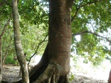 USG Pohon: Seberapa Penting untuk Dilakukan?