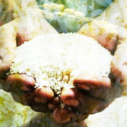 Ternyata! Ini Penyebab Harga Beras RI Naik Gila-gilaan