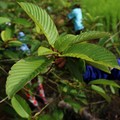Kementan Siap Budi Daya Tanaman Kratom, Tunggu Status Bebas Narkoba