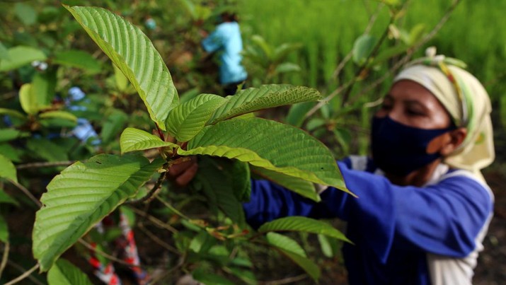 Tanaman Kratom. (Dok. Detikcom/Rachman)