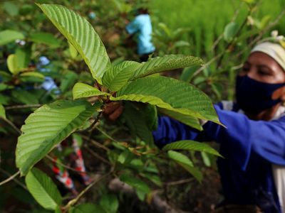 Daun Surga Kalimantan Kratom Mau Dijadikan Obat di RI, Ini Kata BPOM