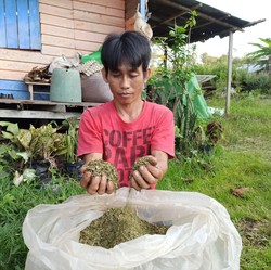 'Narkotika' Baru Kratom Asal RI Laris di Dunia, Laku Miliaran