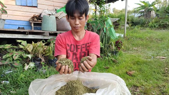 Banyak Orang Amerika Membeli Daun Ajaib dari Jakarta