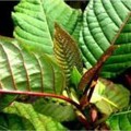 Daun Asal Jakarta Laku Keras di Amerika, Harga Olahannya Rp97 Juta/Kg
