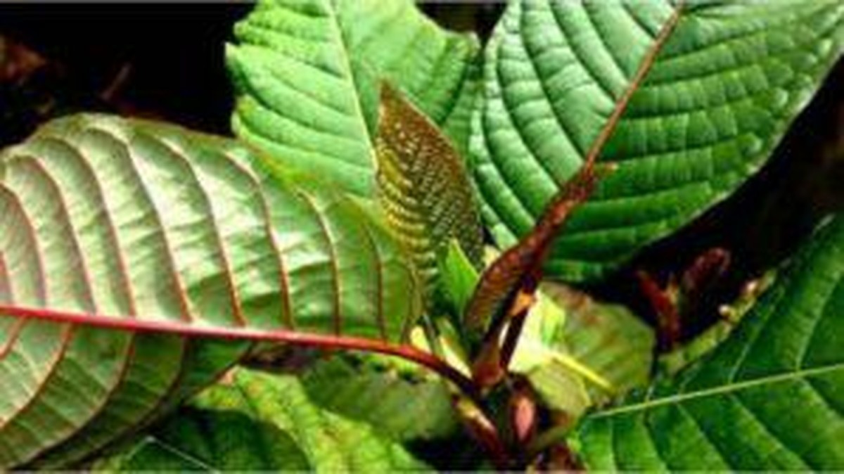 Daun Ajaib dari Indonesia: Rahasia Kesehatan yang Dicari Orang Amerika