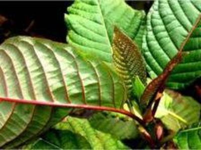 Daun Surga Kratom Masih Masuk Kategori Narkotika? Ini Jawaban BPOM