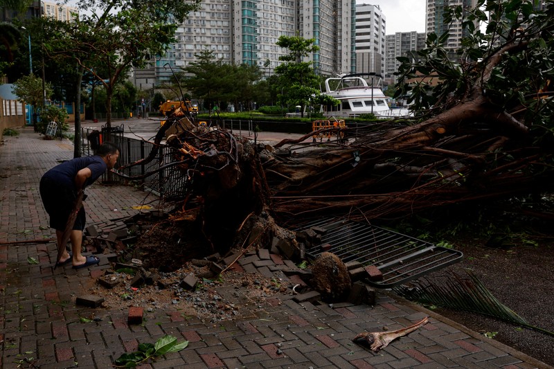 ASIA-WEATHER/SAOLA-HONGKONG A man walks near fallen trees following Super Typhoon Saola, in Hong Kong, China September 2, 2023. REUTERS/Tyrone Siu