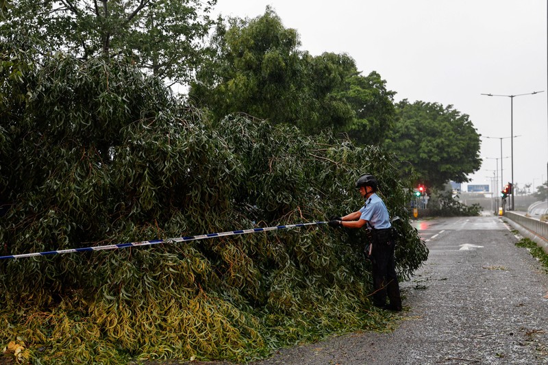 ASIA-WEATHER/SAOLA-HONGKONG A man walks near fallen trees following Super Typhoon Saola, in Hong Kong, China September 2, 2023. REUTERS/Tyrone Siu