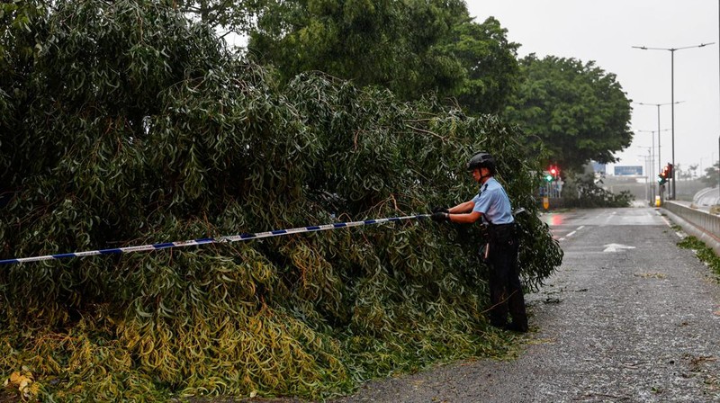 A man walks near fallen trees following Super Typhoon Saola, in Hong Kong, China September 2, 2023. REUTERS/Tyrone Siu