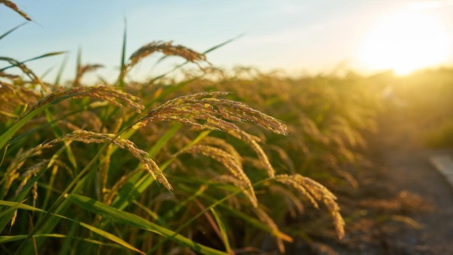 10 Miliar Penduduk Dunia Butuh Makan, AI Dipaksa 'Kerja' di Sawah