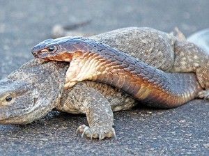 Viral Video Pertarungan King Kobra Vs Biawak Ditonton Jutaan Kali