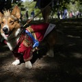 Parade Anjing Digelar untuk Mengenang Kematian Ratu Elizabeth