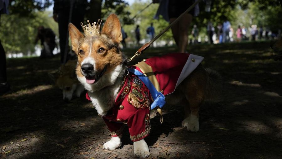 Parade Corgi di luar Istana Buckingham untuk mengenang Ratu Elizabeth II setahun sejak kematiannya. (AP Photo/Alastair Grant)