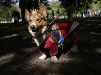Parade Anjing Digelar untuk Mengenang Kematian Ratu Elizabeth