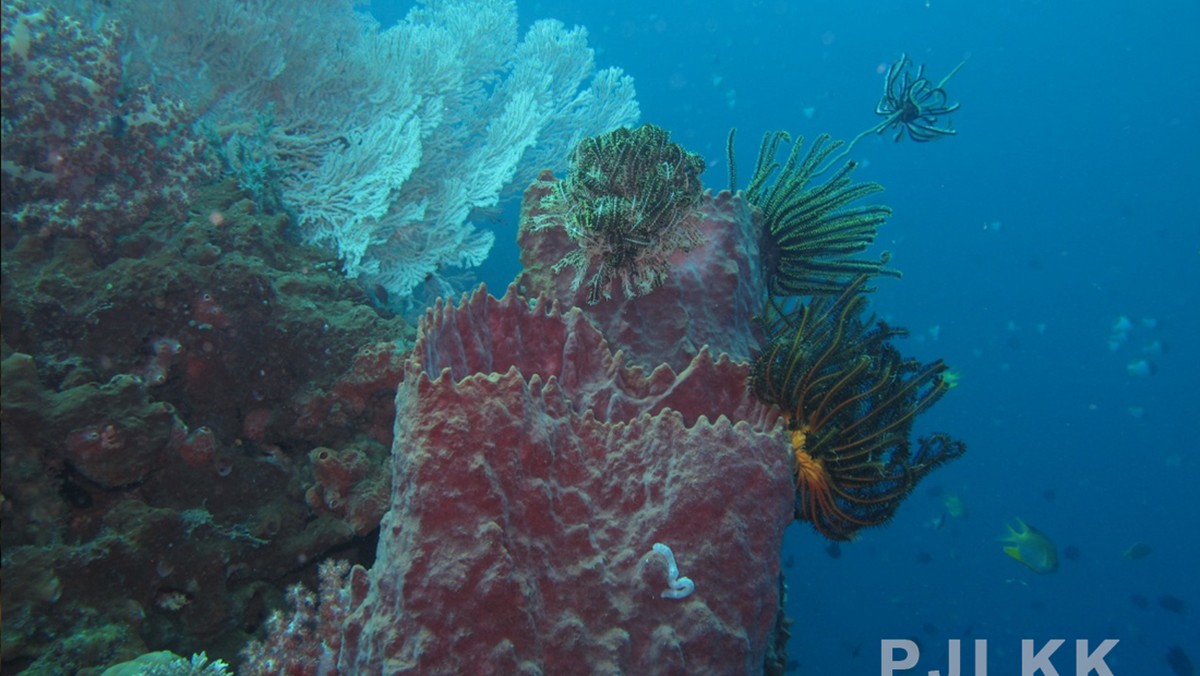 RI Kaya Raya, Banyak Harta Karun Ditemukan di Laut