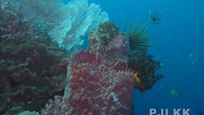 Harta Karun Baru Muncul dari Laut RI, Trenggono Langsung Gerak Cepat