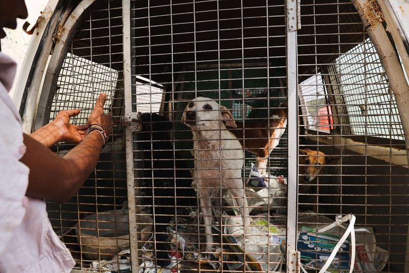 Pejabat Perusahaan Kota Delhi (MCD) menangkap seekor anjing liar menggunakan tongkat melingkar, di dekat Bandara Internasional Indira Gandhi menjelang KTT G20 di New Delhi, India, 5 September 2023. Pejabat Perusahaan Kota Delhi (MCD) menangkap seekor anjing liar menggunakan tongkat melingkar, di dekat Bandara Internasional Indira Gandhi menjelang KTT G20 di New Delhi, India, 5 September 2023. (REUTERS/Anushree Fadnavis)