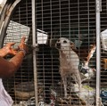 Sederet Negara yang Rakyatnya Masih Makan Daging Anjing