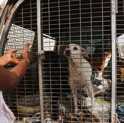 Daftar Negara Paling Banyak Konsumsi Daging Anjing, Ada Indonesia