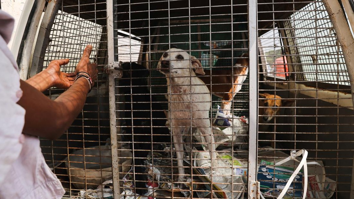 anjing-liar-terlihat-di-belakang-ambulans-hewan-setelah-mereka-ditangkap-oleh-pejabat-perusahaan-kota-delhi-mcd-di-dekat-banda_169 Daftar negara di mana orang masih makan makanan anjing