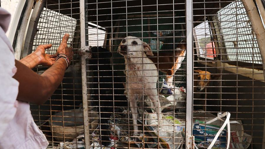 Anjing liar terlihat di belakang ambulans hewan setelah mereka ditangkap oleh pejabat Perusahaan Kota Delhi (MCD) di dekat Bandara Internasional Indira Gandhi menjelang KTT G20 di New Delhi, India, 5 September 2023. (REUTERS/Anushree Fadnavis)