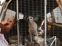 Daftar Negara Paling Banyak Konsumsi Daging Anjing, Ada Indonesia
