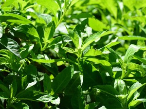 9 Manfaat Daun Sambung Nyawa, Bumbu Masakan Penuh Khasiat untuk Kesehatan