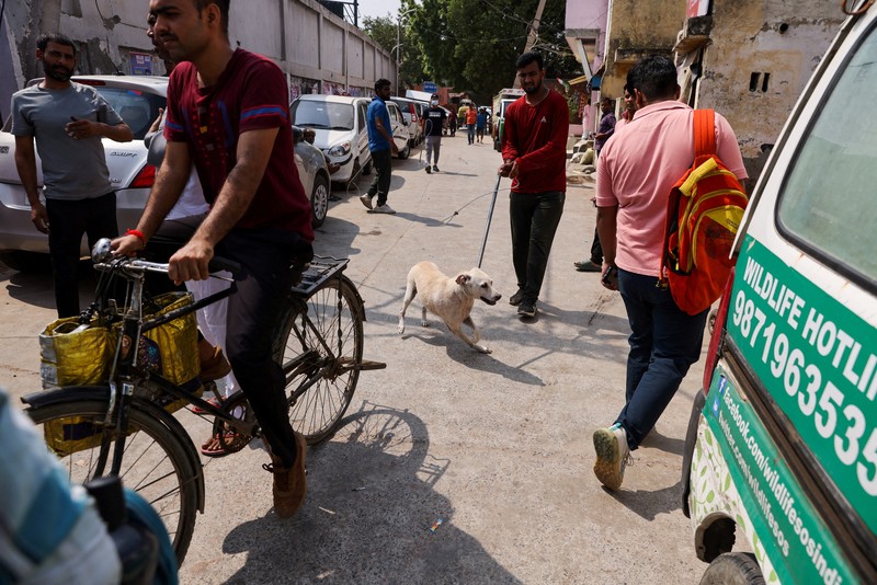 Pejabat Perusahaan Kota Delhi (MCD) menangkap seekor anjing liar menggunakan tongkat melingkar, di dekat Bandara Internasional Indira Gandhi menjelang KTT G20 di New Delhi, India, 5 September 2023. Pejabat Perusahaan Kota Delhi (MCD) menangkap seekor anjing liar menggunakan tongkat melingkar, di dekat Bandara Internasional Indira Gandhi menjelang KTT G20 di New Delhi, India, 5 September 2023. (REUTERS/Anushree Fadnavis)
