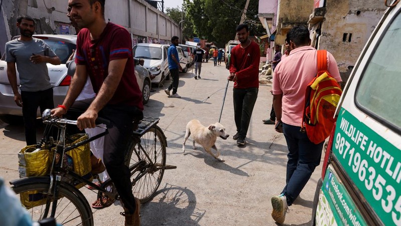 Pejabat Perusahaan Kota Delhi (MCD) menangkap seekor anjing liar menggunakan tongkat melingkar, di dekat Bandara Internasional Indira Gandhi menjelang KTT G20 di New Delhi, India, 5 September 2023. (REUTERS/Anushree Fadnavis)