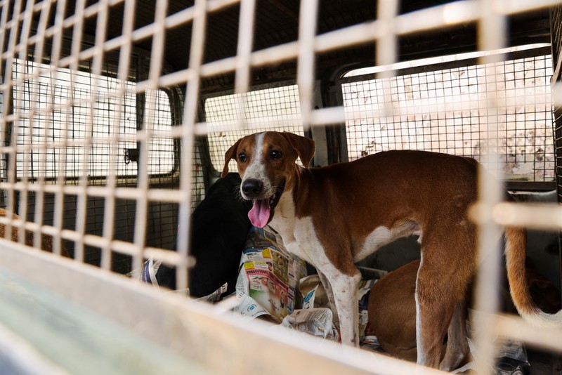 Pejabat Perusahaan Kota Delhi (MCD) menangkap seekor anjing liar menggunakan tongkat melingkar, di dekat Bandara Internasional Indira Gandhi menjelang KTT G20 di New Delhi, India, 5 September 2023. Pejabat Perusahaan Kota Delhi (MCD) menangkap seekor anjing liar menggunakan tongkat melingkar, di dekat Bandara Internasional Indira Gandhi menjelang KTT G20 di New Delhi, India, 5 September 2023. (REUTERS/Anushree Fadnavis)
