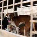 9 Negara yang Penduduknya Masih Makan Daging Anjing