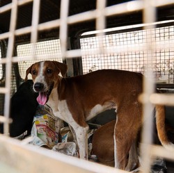 9 Negara yang Penduduknya Masih Makan Daging Anjing