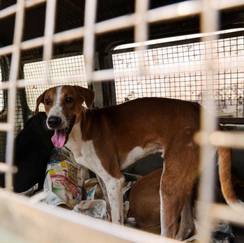 India Sibuk Tangkap Anjing Liar Jelang KTT G20