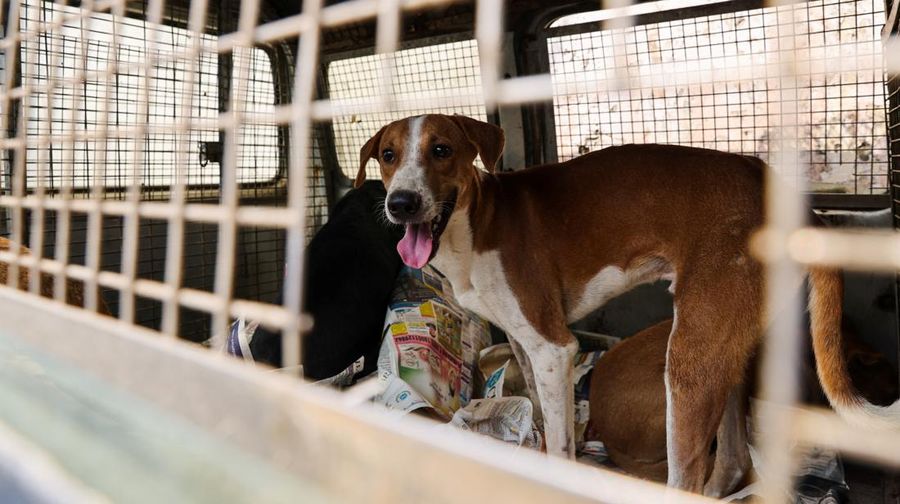 Seekor anjing liar terlihat di belakang ambulans hewan setelah ditangkap oleh pejabat Perusahaan Kota Delhi (MCD) di dekat Bandara Internasional Indira Gandhi menjelang KTT G20 di New Delhi, India, 5 September 2023. (REUTERS/Anushree Fadnavis)