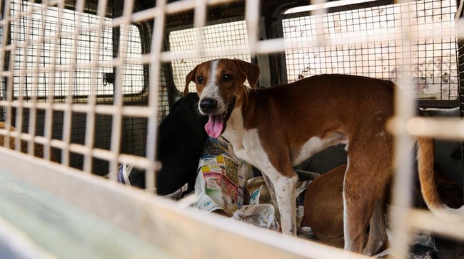 Perangi Rabies, Menkes Butuh Rp50 M untuk Suntik Anjing Seluruh Bali