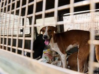 9 Negara yang Penduduknya Masih Makan Daging Anjing