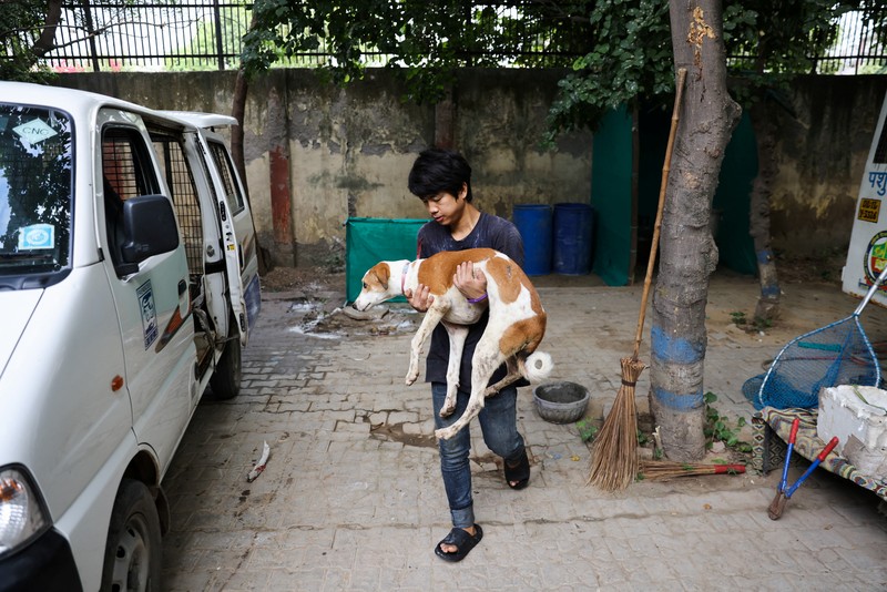 Pejabat Perusahaan Kota Delhi (MCD) menangkap seekor anjing liar menggunakan tongkat melingkar, di dekat Bandara Internasional Indira Gandhi menjelang KTT G20 di New Delhi, India, 5 September 2023. (REUTERS/Anushree Fadnavis)