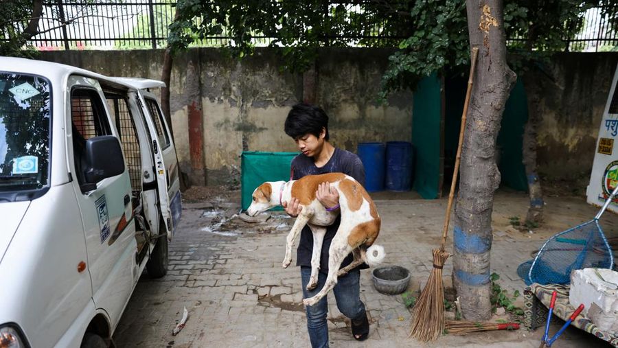 Pejabat Perusahaan Kota Delhi (MCD) menangkap seekor anjing liar menggunakan tongkat melingkar, di dekat Bandara Internasional Indira Gandhi menjelang KTT G20 di New Delhi, India, 5 September 2023. (REUTERS/Anushree Fadnavis)