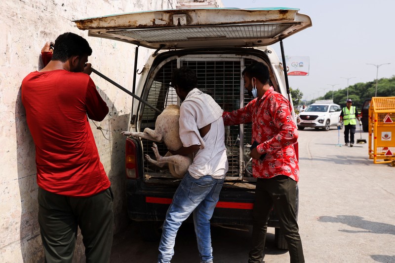 Pejabat Perusahaan Kota Delhi (MCD) menangkap seekor anjing liar menggunakan tongkat melingkar, di dekat Bandara Internasional Indira Gandhi menjelang KTT G20 di New Delhi, India, 5 September 2023. Pejabat Perusahaan Kota Delhi (MCD) menangkap seekor anjing liar menggunakan tongkat melingkar, di dekat Bandara Internasional Indira Gandhi menjelang KTT G20 di New Delhi, India, 5 September 2023. (REUTERS/Anushree Fadnavis)
