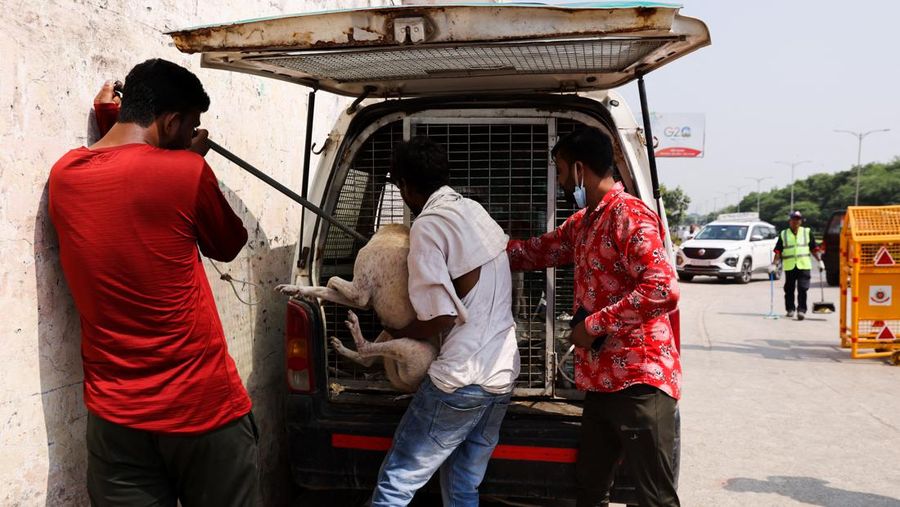 Pejabat Perusahaan Kota Delhi (MCD) menangkap seekor anjing liar menggunakan tongkat melingkar, di dekat Bandara Internasional Indira Gandhi menjelang KTT G20 di New Delhi, India, 5 September 2023. (REUTERS/Anushree Fadnavis)
