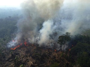 Lagi-lagi Ulah Manusia! Hutan Amazon Kini Berbalik Jadi Sumber Emisi Karbon