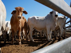 46 Perusahaan Mau Impor Sapi 1,3 Juta Ekor buat Program Makan Bergizi Gratis